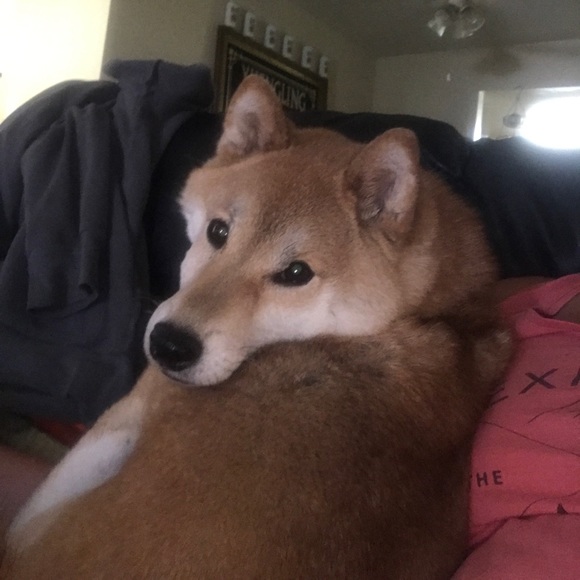 Meet your Posher, Lauren - Picture 1 of 1